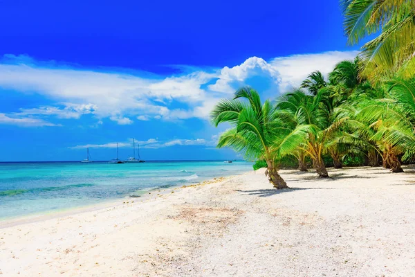 Palm Ocean Sky — Stock Fotó