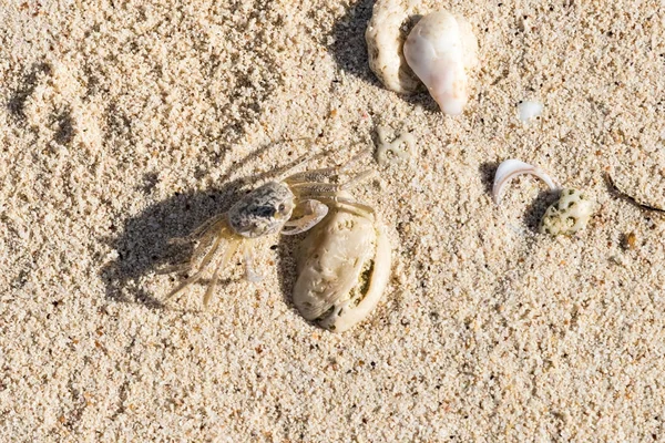 Caranguejo na costa de areia do Mar do Caribe — Fotografia de Stock