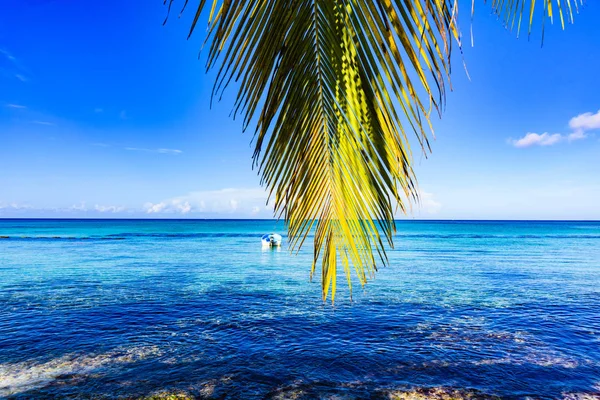 Пальмовое небо океана — стоковое фото