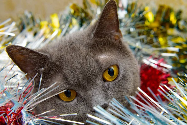 The British cat Christmas — Stock Photo, Image