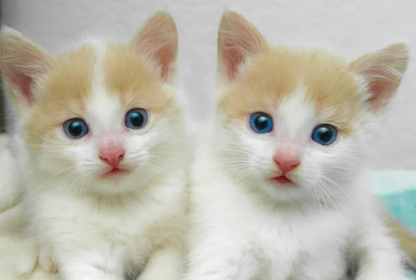 Małe kocięta futro białe z czerwonym — Zdjęcie stockowe