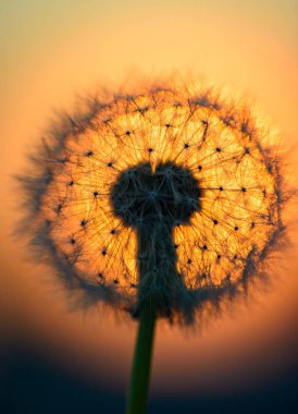 Karahindiba çiçeği batan güneşin karşı üflenir