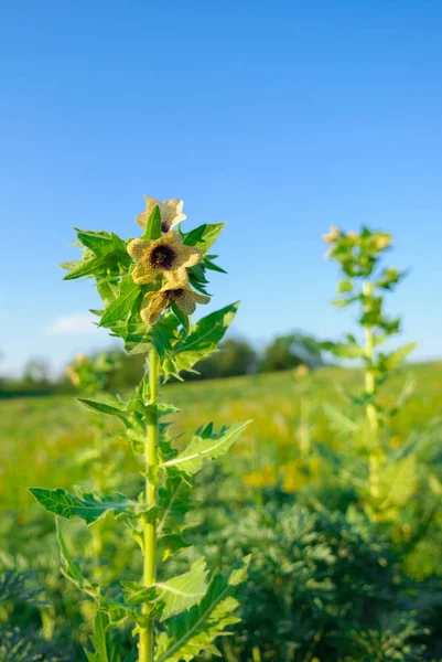 Hyoscyamus toxic plant-narcosis — Stock Photo, Image