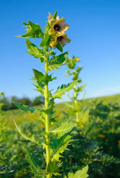 Hyoscyamus toxic plant-narcosis — Stock Photo, Image