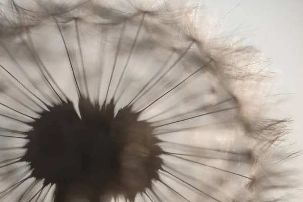 Big dandelion head — Stock Photo, Image