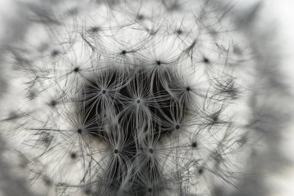 Grande tête de pissenlit — Photo