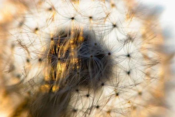 Dandelion flower in the sun — Stock Photo, Image