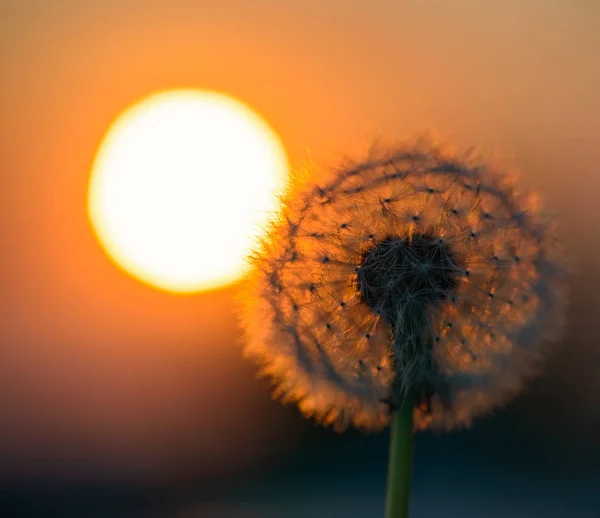 Dandelion flower in the sun — Stock Photo, Image