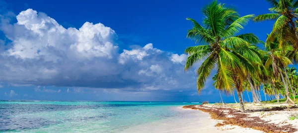 天堂海滩树棕榈树 — 图库照片