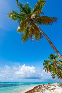 Palm Ocean Sky Karayip kıyıları Dominik Cumhuriyeti