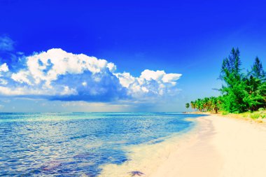 cennet tropikal plaj palmiye Karayip Dominik