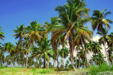 palmiye ağacı gökyüzü arka plan Caribbean Dominik Cumhuriyeti