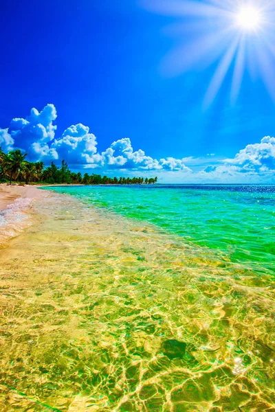 Paradis tropical beach palm karibiska Dominikanska — Stockfoto