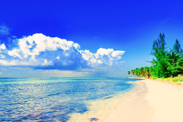 paradise tropical beach palm caribbean dominican