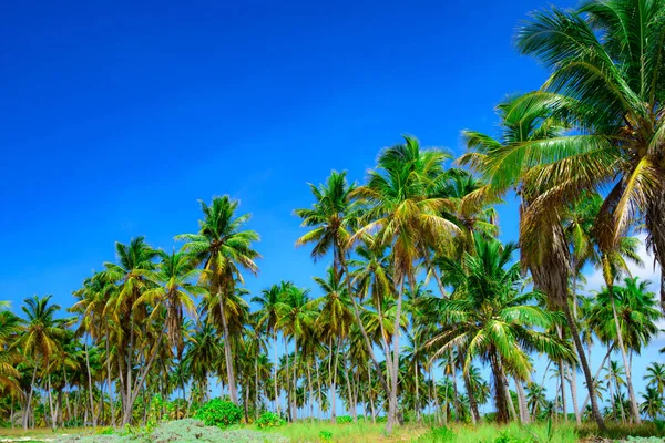 Palme Himmel Hintergrund Karibik Dominikanische Republik — Stockfoto