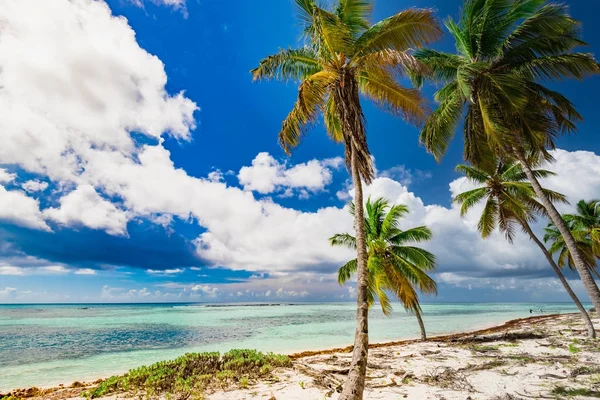 Palm Ocean Sky Karayip kıyıları Dominik Cumhuriyeti