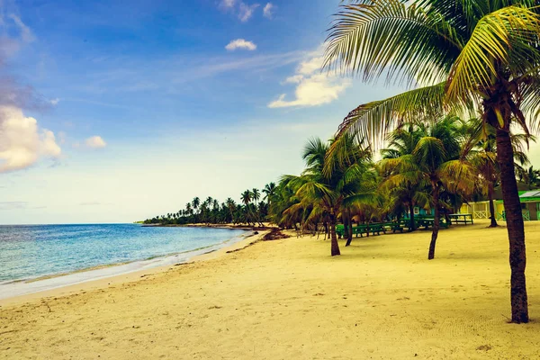 Paradijs tropisch strand palm Caribische Dominicaanse — Stockfoto