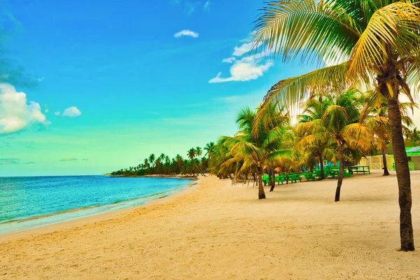 Paraíso tropical playa palma caribe dominicano — Foto de Stock