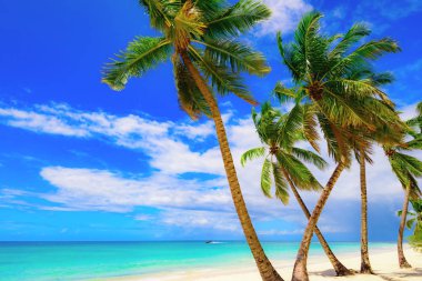 Cennet plaj güzel beyaz kum ile palmiye ağacı tatil