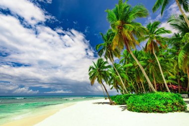 Cennet plaj güzel beyaz kum ile palmiye ağacı tatil