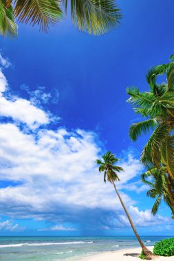 Cennet plaj güzel beyaz kum ile palmiye ağacı tatil