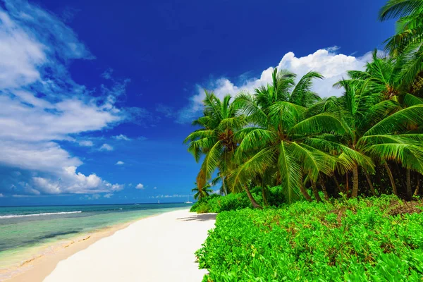 Praia paradisíaca bela areia branca com palmeira no resort — Fotografia de Stock