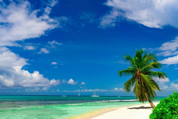 Plage paradisiaque beau sable blanc avec palmier dans la station — Photo