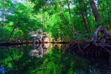 suya yansıyan mangrov yeşil ağaçlar