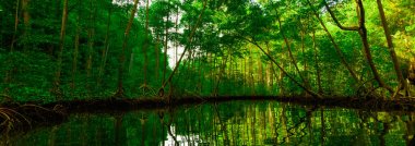 mangrove green trees reflected in water clipart