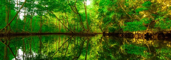 Мангровые зеленые деревья отражаются в воде — стоковое фото