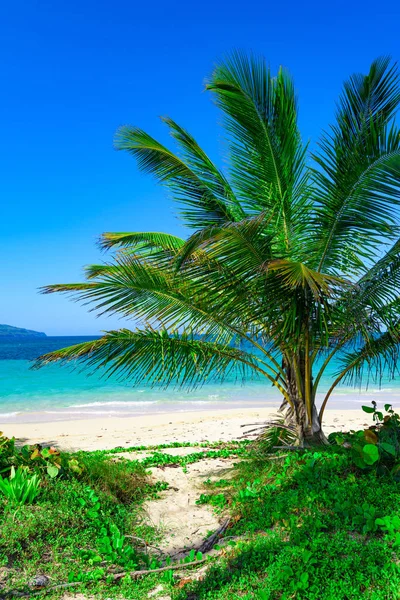 Райский пляж красивый белый песок с пальмой на курорте Карибского моря — стоковое фото