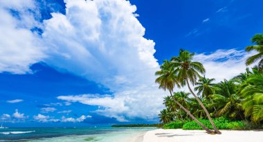 Cennet plaj güzel beyaz kum ile palmiye ağacı tatil
