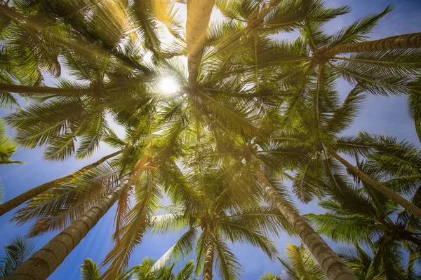 Palme Sonne Top Sonne Hintergrund — Stockfoto