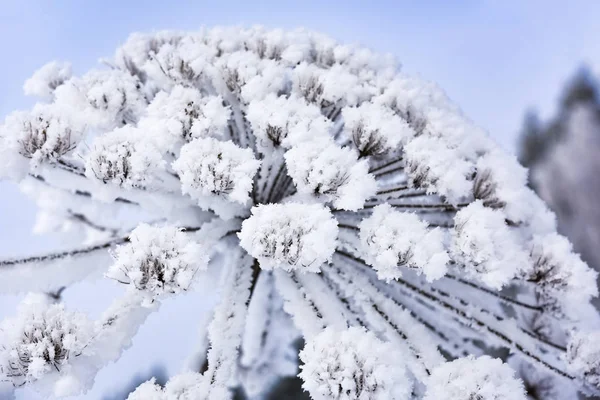 Heracleum inek-çipura hoarfrost kış — Stok fotoğraf