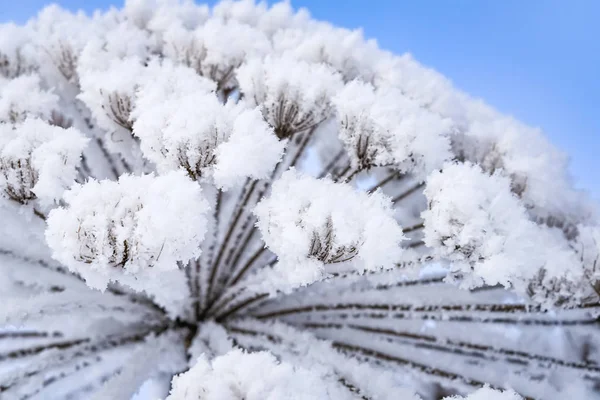 Heracleum Ko-braxen rimfrosten vinter — Stockfoto