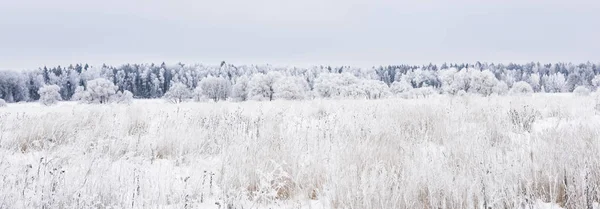 Paisaje bosque escarchado en invierno —  Fotos de Stock