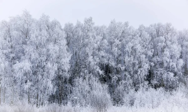 Paisaje bosque escarchado en invierno —  Fotos de Stock