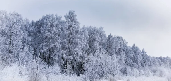 Paisaje bosque escarchado en invierno —  Fotos de Stock