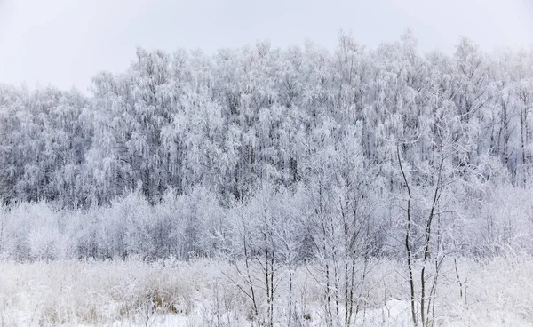 Landschap bos frosty in de winter — Stockfoto