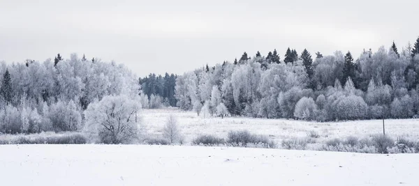 Floresta paisagem gelada no inverno — Fotografia de Stock