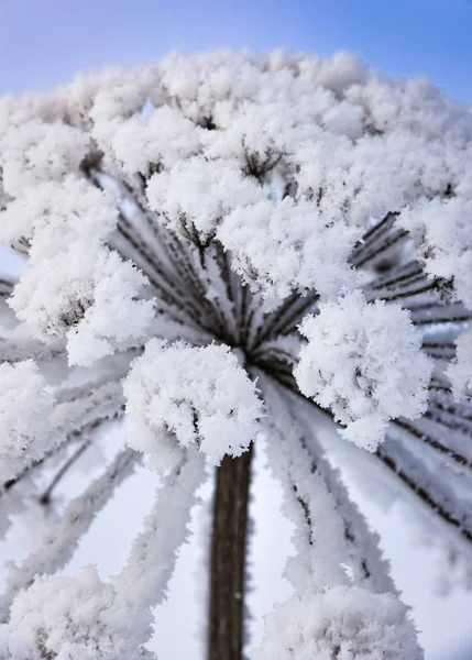 Heracleum mucca-orata inverno hoarfrost — Foto Stock