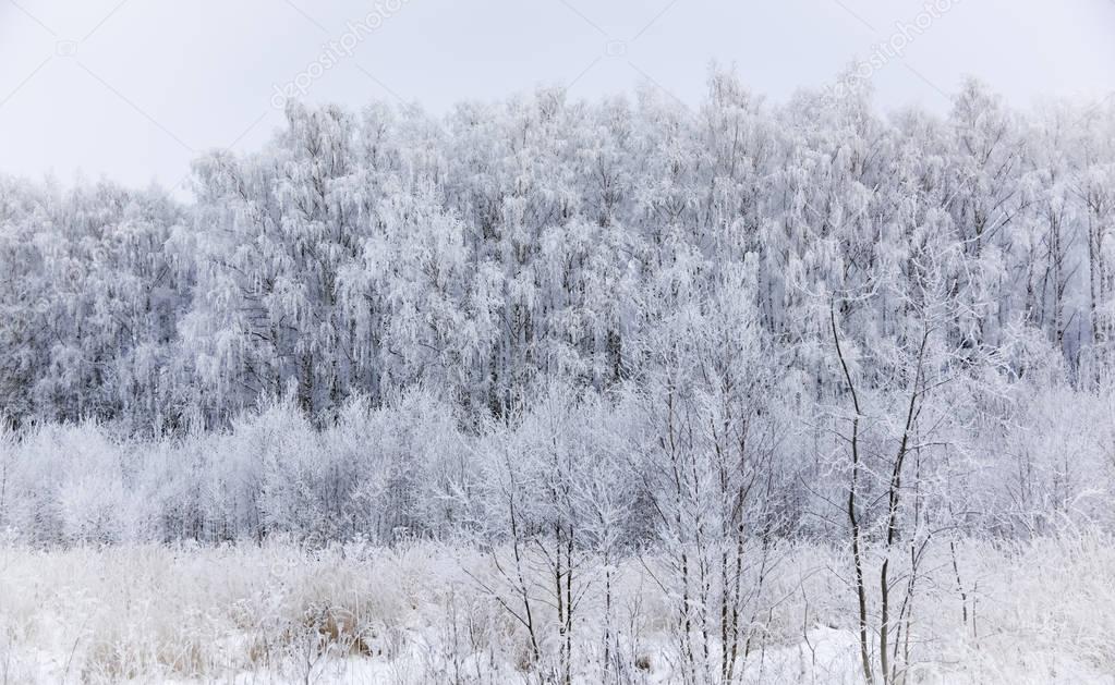 landscape forest frosty in winter