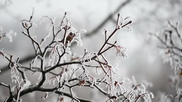 Télen Egy Ága Borítja Jég Hideg Eső Után — Stock videók