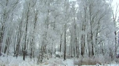 kış orman ayaz bulutlu gün