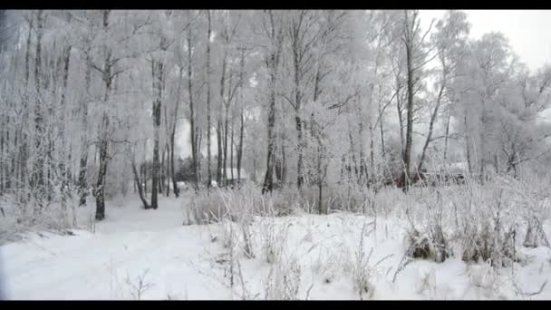 Bosque de invierno día nublado helada — Vídeos de Stock