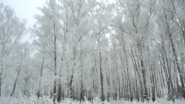 Floresta de inverno dia nublado gelado — Vídeo de Stock