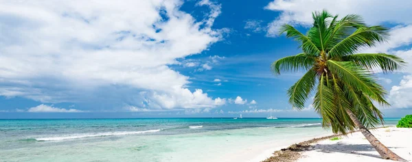 Playa de palmeras caribeñas —  Fotos de Stock