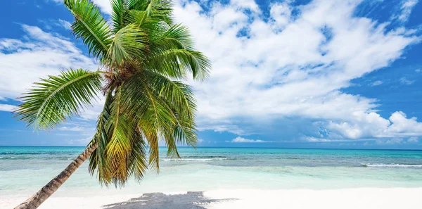 Playa de palmeras caribeñas — Foto de Stock
