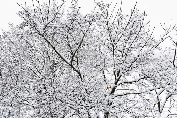 Bäume nach Eisregen — Stockfoto