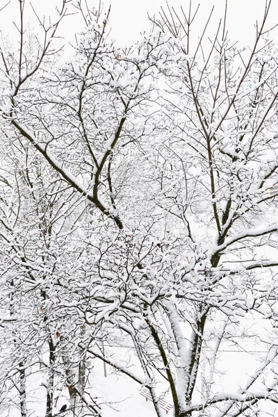 Bäume nach Eisregen — Stockfoto